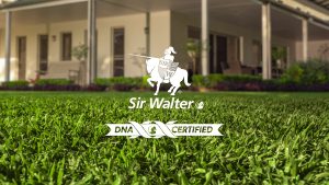 Sir Walter DNA Certified