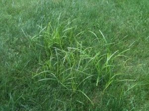 invasive nutgrass