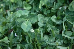 White Clover