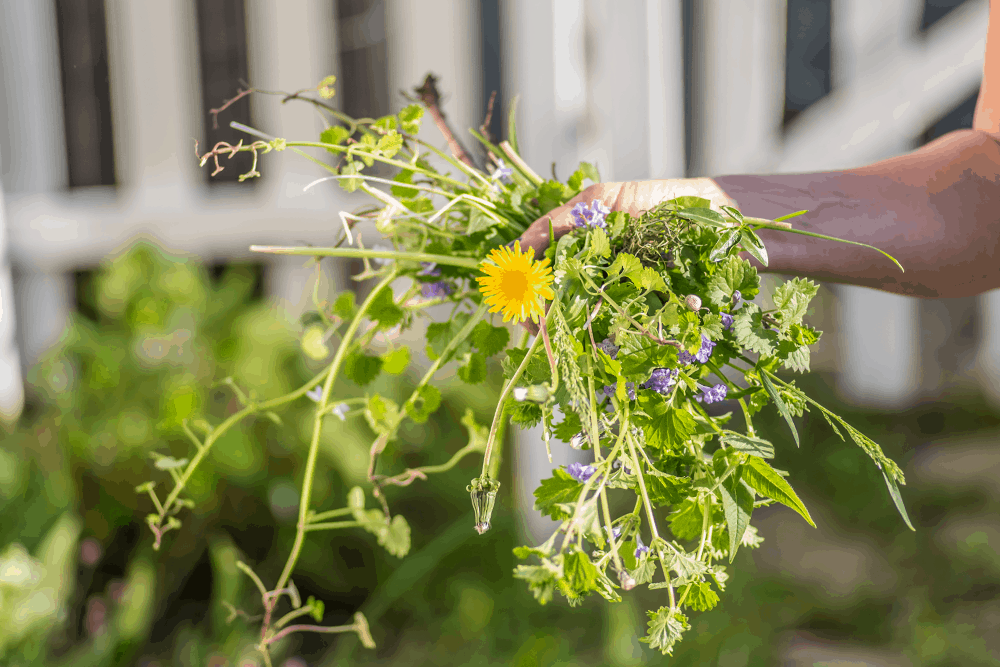 control weeds, weed control, how to control weeds