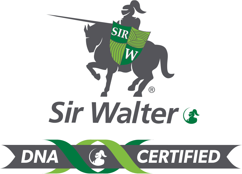 Sir Walter turf