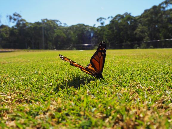 Butterfly on lawn