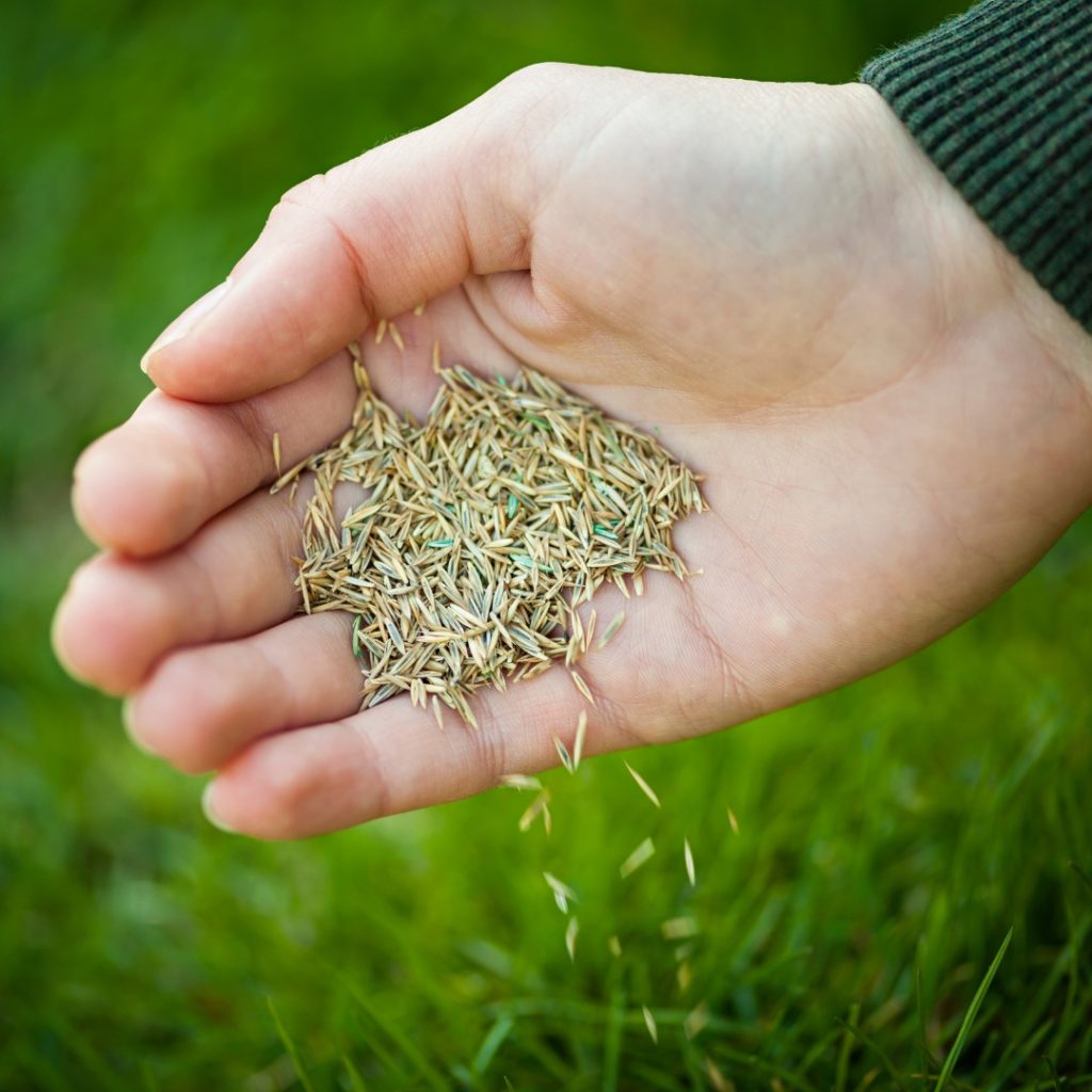 Turf seeds