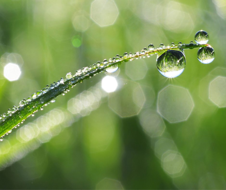 Dew on grass mowing wet weather