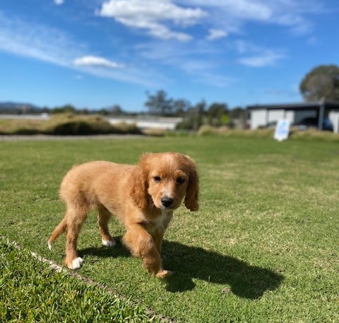 Dog on lawn