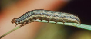 Army worm