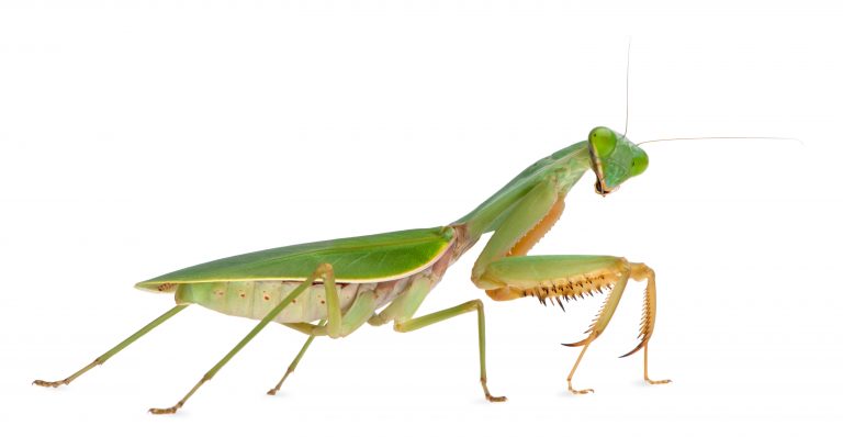 Praying mantis bugs