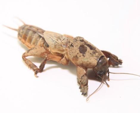 mole crickets bugs