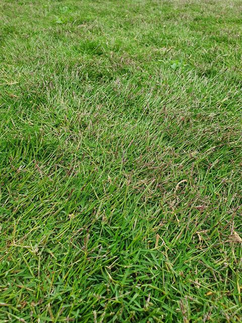 lawn seed head