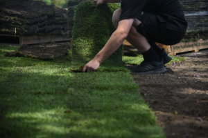 Zoysia Australis