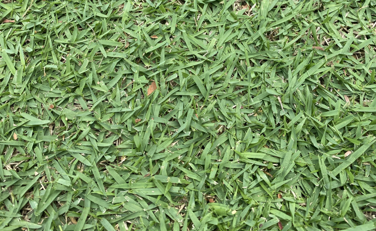 zoysia australis