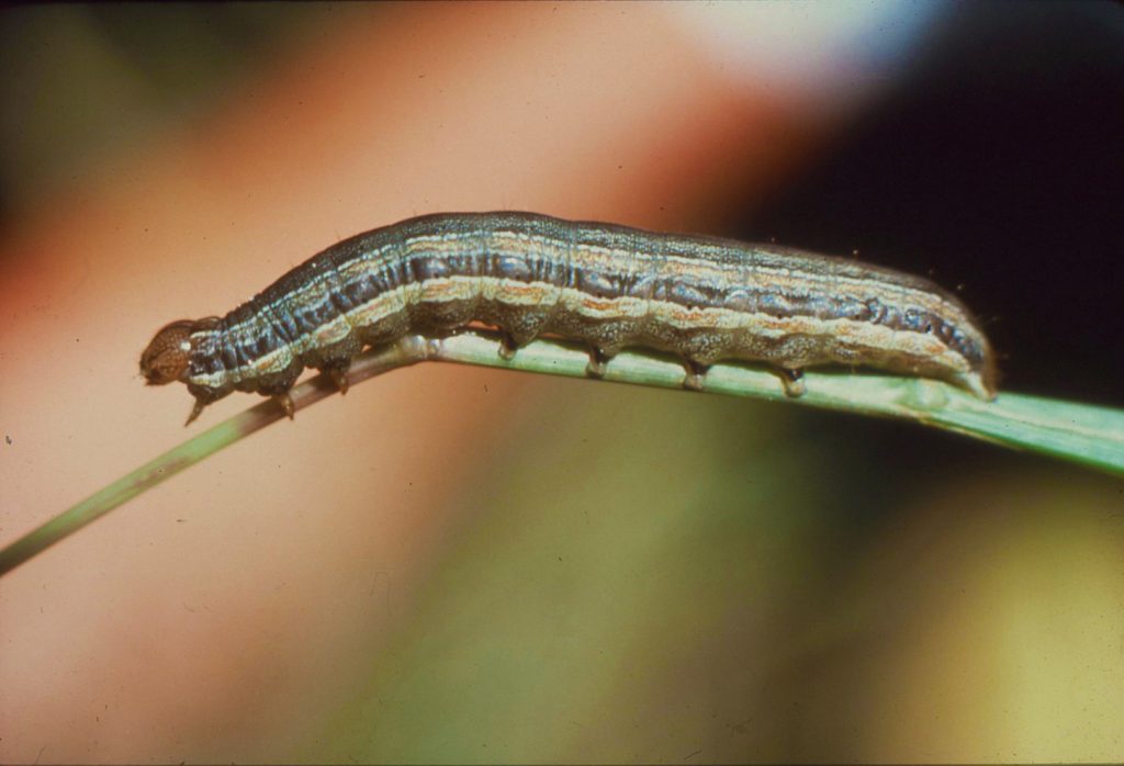 army worm