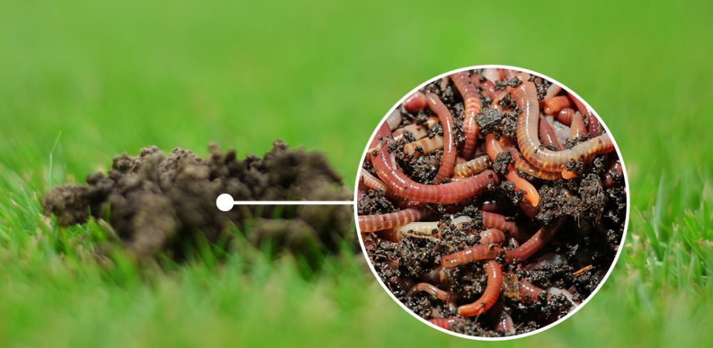 earthworms in lawn