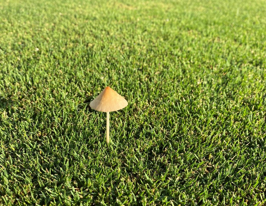 mushroom in lawn