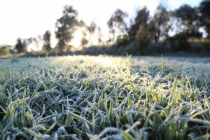 Frost on lawns