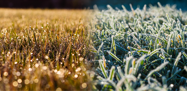 Frost on lawns