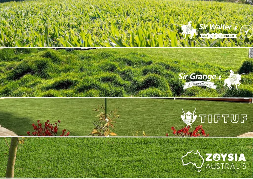 Premium turf varieties