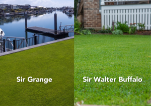 Sir Walter vs Sir Grange